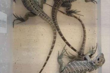 Lizards kaufen und verkaufen Photo: CB Rhicoceros Iguanas (Cyclura cornuta)
