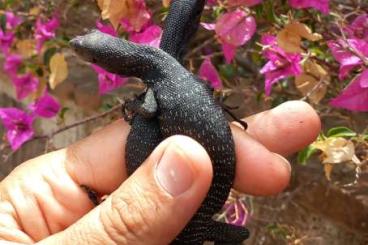 Monitor lizards kaufen und verkaufen Photo: Macraei, reisingeri and beccarii