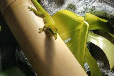 Geckos kaufen und verkaufen Foto: Phelsuma Grandis Jungtier