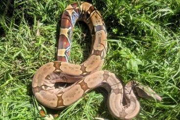 Boas kaufen und verkaufen Photo: 1.0 BCC Surinam'23 abzugeben Boas kaufen und verkaufen Photo: 1.0 BCC Surinam'23 abzugeben