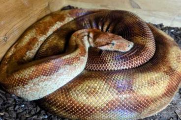 Boas kaufen und verkaufen Foto: 0.1 BCI Sunglow Motley T + '16