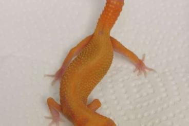 Geckos kaufen und verkaufen Foto: Leopardgeckos 0.1 weibl. NZ 2022