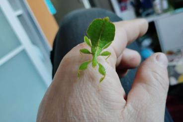 Insekten kaufen und verkaufen Foto: Phyllium siccifolium