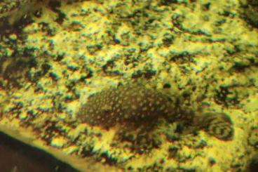Zierfische kaufen und verkaufen Foto: Blauer Antennenwels abzugeben Zierfische kaufen und verkaufen Foto: Blauer Antennenwels abzugeben