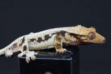 Geckos kaufen und verkaufen Foto: Crested gecko lilly white male ????