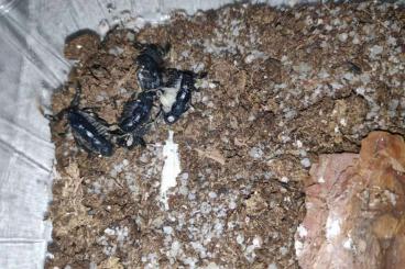 Skorpione kaufen und verkaufen Foto: A. mauretanicus,T. grandidieri,P. transvaalicus (black morph)