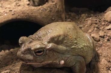 frogs kaufen und verkaufen Photo: Bufo Alvarius, Colorado-Kröten (Incilius Alvarius), drei Tiere, 2m, 1w frogs kaufen und verkaufen Photo: Bufo Alvarius, Colorado-Kröten (Incilius Alvarius), drei Tiere, 2m, 1w