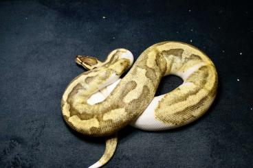 Ball Pythons kaufen und verkaufen Photo: Königspython / Python Regius / Enchi Fire Piebald