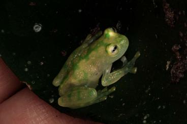 Frösche kaufen und verkaufen Foto: Glass frogs Hyalinobatrachium valerioi / Espadarana prosoblepon Frösche kaufen und verkaufen Foto: Glass frogs Hyalinobatrachium valerioi / Espadarana prosoblepon