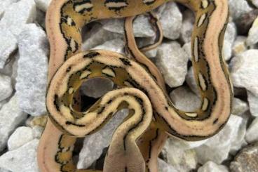 Schlangen kaufen und verkaufen Foto: Malayopython Reticulatus CB 25 Schlangen kaufen und verkaufen Foto: Malayopython Reticulatus CB 25