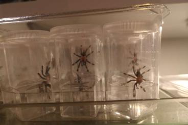 - bird spiders kaufen und verkaufen Photo: Psalmopoeus irminia slings