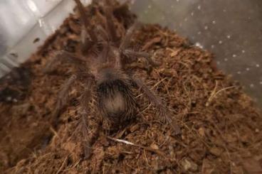 - bird spiders kaufen und verkaufen Photo: Lasiodora parahybana juveniles 