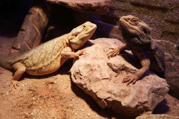 Agamen kaufen und verkaufen Foto: Bartagamen Pärchen, Weibchen 