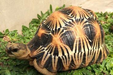 Turtles and Tortoises kaufen und verkaufen Photo: Astrochelys radiata group Turtles and Tortoises kaufen und verkaufen Photo: Astrochelys radiata group