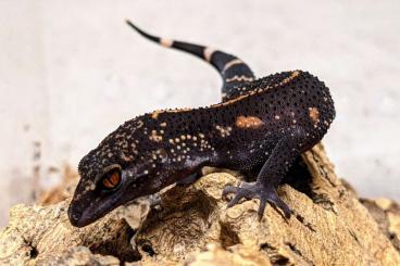 Geckos kaufen und verkaufen Photo: Goniurosaurus kuroiwae northern / southern 
