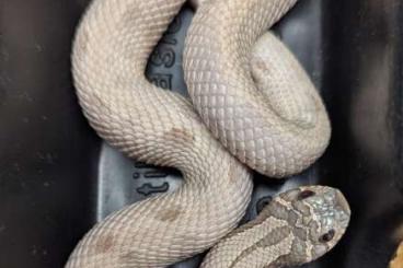 Snakes kaufen und verkaufen Photo: Heterodon nasicus - 0.1 Lavender Conda het Snow 