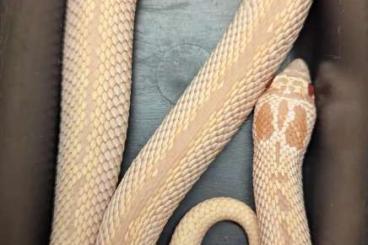 Snakes kaufen und verkaufen Photo: Heterodon nasicus - Superarctic Superconda Albino, black back