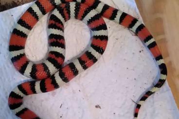 Colubrids kaufen und verkaufen Photo: NZ 08/20 Lampropeltis ruthveni 