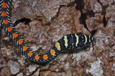 Schlangen kaufen und verkaufen Foto: Chrysopelea Paradisi / Paradies-Schmuckbaumnatter