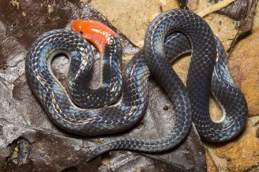 Snakes kaufen und verkaufen Photo: Calamaria schlegeli - Pink-headed Reed Snake