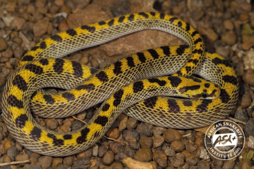 Schlangen kaufen und verkaufen Foto: Lamprophis fiskii - Fisk’s House Snake