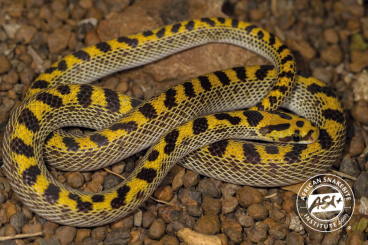 Snakes kaufen und verkaufen Photo: Lamprophis fiskii - Fisk’s House Snake