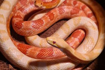 Schlangen kaufen und verkaufen Foto: Verschiedene Schlangen zur abgabe