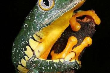 frogs kaufen und verkaufen Photo: Suche folgende Froscharten frogs kaufen und verkaufen Photo: Suche folgende Froscharten