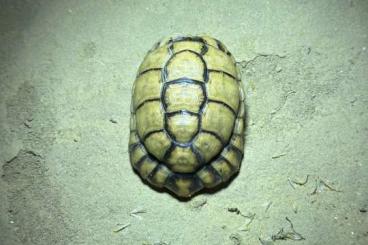 Tortoises kaufen und verkaufen Photo: Ägyptische Landschildkröte Testudo kleinmanni zu verkaufen Tortoises kaufen und verkaufen Photo: Ägyptische Landschildkröte Testudo kleinmanni zu verkaufen