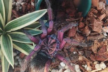 Vogelspinnen kaufen und verkaufen Foto: Pamphoboteus platyomma 1.1