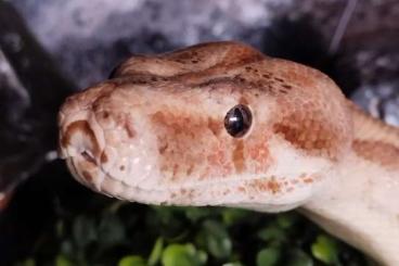 Boas kaufen und verkaufen Foto: Boa constrictor imperator T+Albino Nicaragua Boas kaufen und verkaufen Foto: Boa constrictor imperator T+Albino Nicaragua