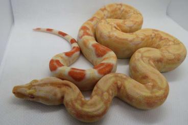 Boas kaufen und verkaufen Photo: IMG Albino boa Männchen guter Fresser