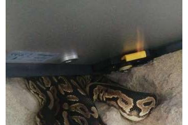 Königspythons kaufen und verkaufen Photo: 0.1 Pyhton Regius Cinni Het Caramel Königspythons kaufen und verkaufen Photo: 0.1 Pyhton Regius Cinni Het Caramel