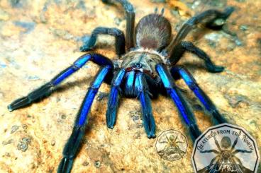 Spiders and Scorpions kaufen und verkaufen Photo: Chilobrachys natanicharum bulk - TERRAPLAZA BP HUNGARY