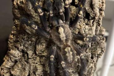 Spinnen und Skorpione kaufen und verkaufen Foto: Males for sale (cafreriana, dominican purple, etc.)