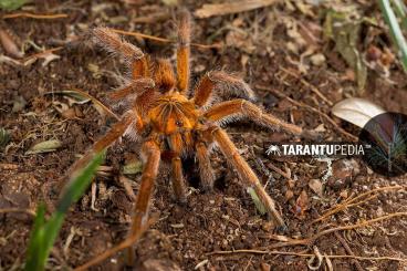 Spiders and Scorpions kaufen und verkaufen Photo: ***** 2.0 Harpactira cafreriana ***** Spiders and Scorpions kaufen und verkaufen Photo: ***** 2.0 Harpactira cafreriana *****