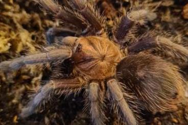 Spiders and Scorpions kaufen und verkaufen Photo: Males for sale (cafreriana, dominican purple, etc.)