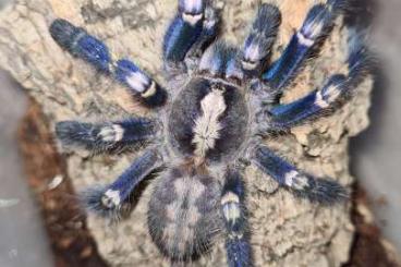 Spinnen und Skorpione kaufen und verkaufen Foto: Poecilotheria metallica offer