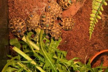 Tortoises kaufen und verkaufen Photo: Nachzuchten Griechische Landschildkröten (THB-2023) abzugeben