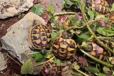 Landschildkröten kaufen und verkaufen Foto: Nachzuchten Griechische Landschildkröten (THB-2024) abzugeben Landschildkröten kaufen und verkaufen Foto: Nachzuchten Griechische Landschildkröten (THB-2024) abzugeben