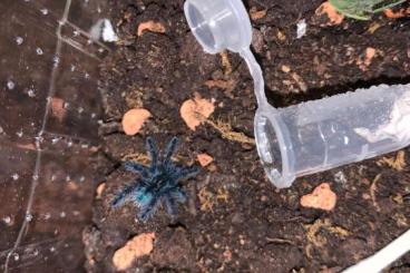 - bird spiders kaufen und verkaufen Photo: Caribena versicolor slings