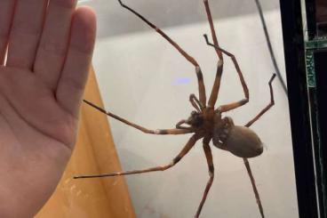 Spiders and Scorpions kaufen und verkaufen Photo: REAL Heteropoda maxima (Very Rare)