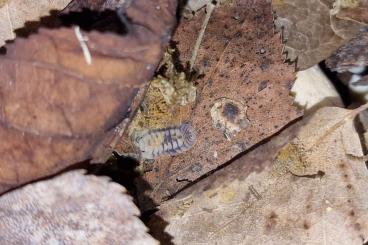 Insekten kaufen und verkaufen Foto: Verschiedene Cubaris (Asseln, Isopods)