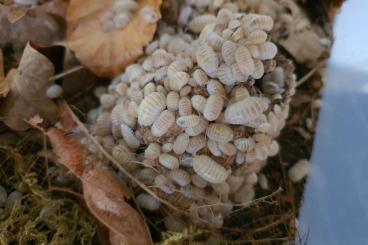 Insekten kaufen und verkaufen Foto: Armadillidium granulatum "white pearl" (Assel, Isopod)