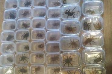 Spinnen und Skorpione kaufen und verkaufen Foto: spiders for sale on sale....