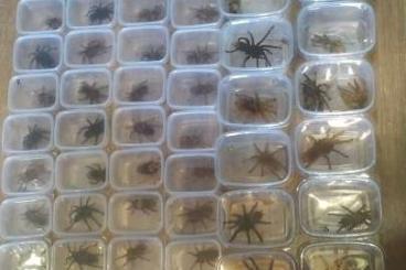 Spiders and Scorpions kaufen und verkaufen Photo: spiders for sale on sale.... Spiders and Scorpions kaufen und verkaufen Photo: spiders for sale on sale....