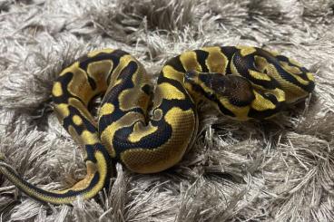 Königspythons kaufen und verkaufen Foto: Verschiedene pythons zur abgabe Hamm
