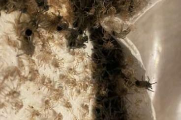 Spinnen und Skorpione kaufen und verkaufen Foto: Tlitlocatl sp golden back