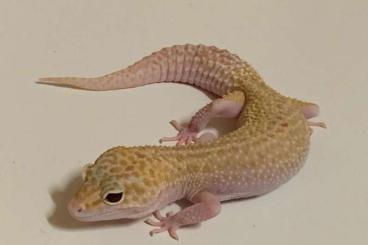 Geckos kaufen und verkaufen Foto: Leopardgeckos abzugeben (2x Diablo Blanco, 1x MS Raptor)