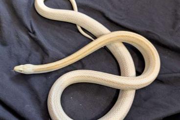 Nattern ungiftige kaufen und verkaufen Foto: 1.1 Pantherophis guttatus - Butter Stripe Nattern ungiftige kaufen und verkaufen Foto: 1.1 Pantherophis guttatus - Butter Stripe